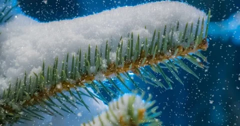 CINEMAGRAPH, 4k, falling snow in the winter forest, loop Stock Footage 83146275