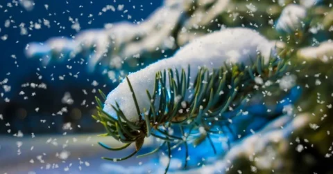 CINEMAGRAPH, 4k, falling snow in the winter forest, loop Stock Footage 83146602