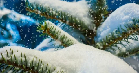 CINEMAGRAPH, 4k, falling snow in the winter forest, loop Stock Footage 83146905