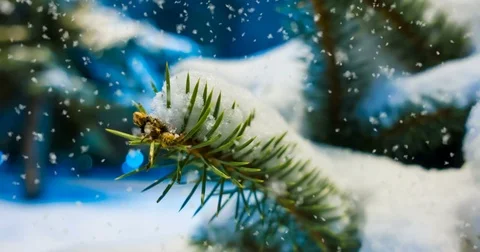 CINEMAGRAPH, 4k, falling snow in the winter forest, loop Stock Footage 83147262