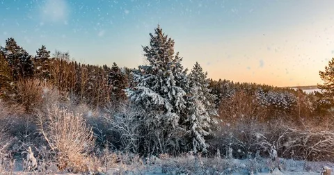 CINEMAGRAPH, 4k, falling snow in the winter forest, loop Stock Footage 83252897