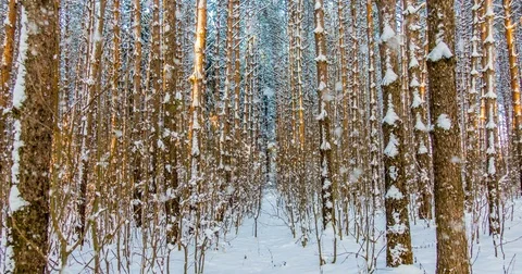 CINEMAGRAPH, 4k, falling snow in the winter forest, loop Stock Footage 83254998