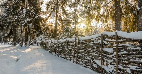 CINEMAGRAPH, 4k, falling snow in the winter forest, loop Stock Footage 83434448