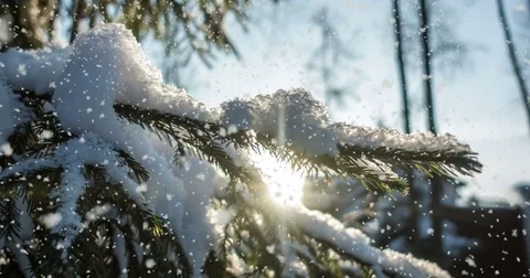 CINEMAGRAPH, 4k, falling snow in the winter forest, loop Stock Footage 83435369