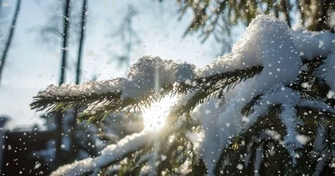 CINEMAGRAPH, 4k, falling snow in the winter forest, loop Stock Footage 83435588