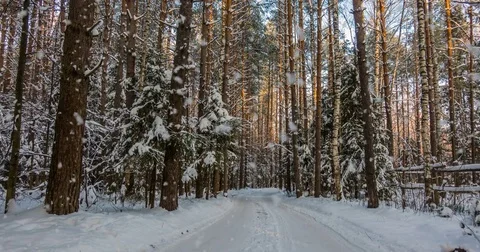 CINEMAGRAPH, 4k, falling snow in the winter forest, loop Stock Footage 83436997