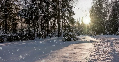CINEMAGRAPH, 4k, falling snow in the winter forest, loop Stock Footage 83437459