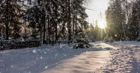 CINEMAGRAPH, 4k, falling snow in the winter forest, loop Stock Footage 83437829