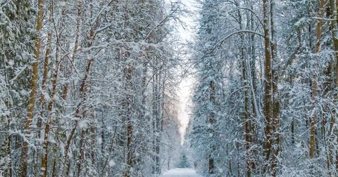 CINEMAGRAPH, 4k, falling snow in the winter forest, loop Stock Footage 83526129