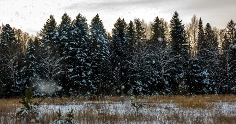 CINEMAGRAPH, 4k, falling snow in the winter forest, loop Stock Footage 83566487