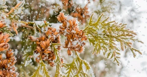 CINEMAGRAPH, 4k, falling snow in the winter forest, loop Stock Footage 83717050