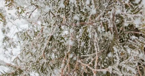 CINEMAGRAPH, 4k, falling snow in the winter forest, loop Stock Footage 83717699