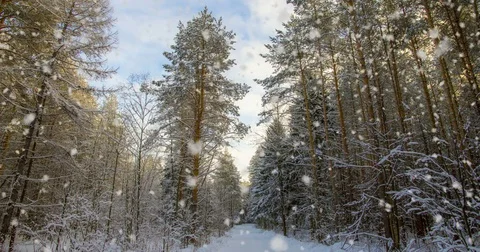 CINEMAGRAPH, 4k, falling snow in the winter forest, loop Stock Footage 84076743