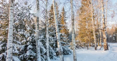 CINEMAGRAPH, 4k, falling snow in the winter forest, loop Stock Footage 84078765