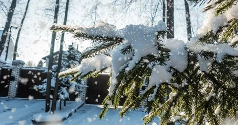 CINEMAGRAPH, 4k, falling snow in the winter forest, loop Stock Footage 84080338