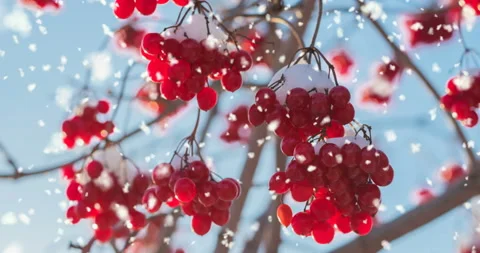 CINEMAGRAPH, 4k, falling snow in the winter forest, Many viburnum berries in 스톡 동영상 116404264
