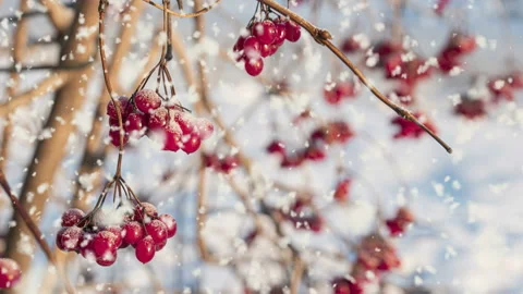 CINEMAGRAPH, 4k, falling snow in the winter forest. Stock Footage 122171190
