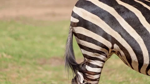 Cinemagraph animation of a zebra tail, looping footage Stock Footage 136499155