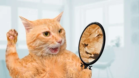 Cinemagraph - Cat looking into the mirror and seeing of a lion. Video stock 78531656