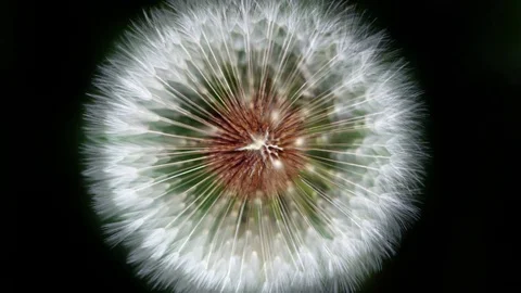 Cinemagraph of Dandelion in motion background Stock Footage 125615857