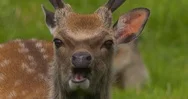 Cinemagraph Deer Chewing Eating Grass Loop Stock Footage