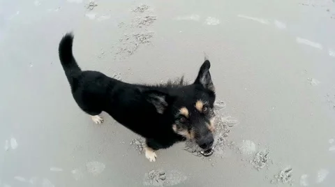 Cinemagraph of a Dog on the Beach Stock Footage 59357924