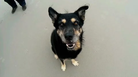 Cinemagraph of a Dog on the Beach Stock Footage 59359917