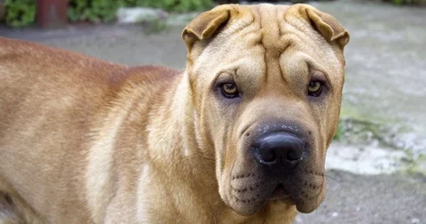 Cinemagraph of dog. Stock Footage 82316838