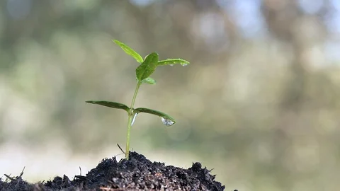 Cinemagraph of drop of water falling from a young plant Vidéo 128074137