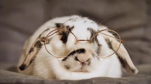 Cinemagraph of a dwarf rabbit with glasses. Stock Footage 98980166
