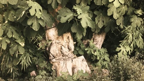 Cinemagraph of Fig leaves Video stock 126509105