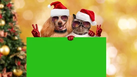 Cinemagraph - Firework reflected in dog's sunglasses and cat's sunglasses. Stock Footage 79143620