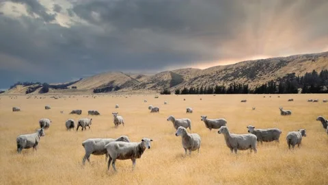 Cinemagraph of flocks of sheeps on moving grass valley at sunset Stock Footage 151677097