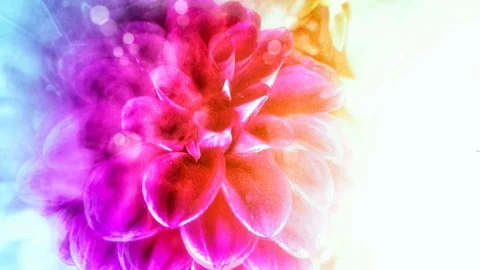 Cinemagraph flower Stock Footage 109268778