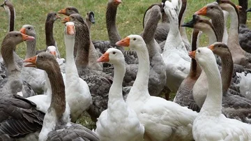 Cinemagraph with goose Stock Footage 85820863
