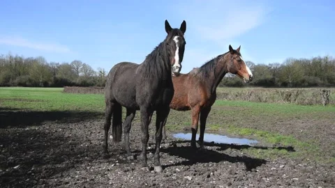 Cinemagraph with horses Stock Footage 144045900