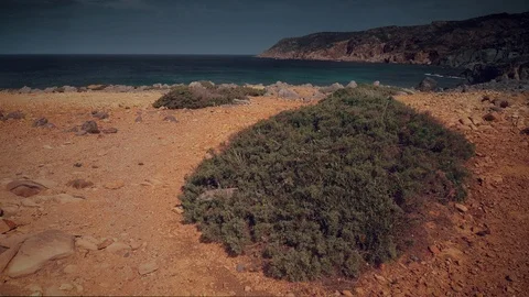 Cinemagraph Loop - Plant by the Seashore... | Stock Video | Pond5