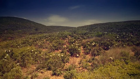 Cinemagraph Loop - Spring Flowers on the Hills - motion photo Stock Footage 98713084