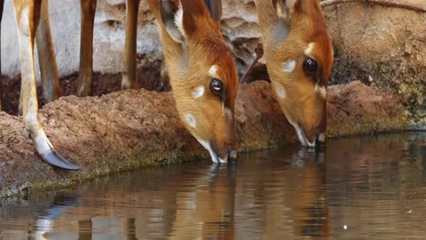 Cinemagraph loop: Two antelopes drink water from a pure spring. Stock Footage 142688815