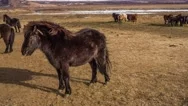 Cinemagraph Loops - Icelandic Horse (Motion Photo) Stock Footage