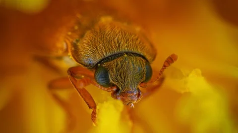 Cinemagraph macro of bug in yellow flower Stock Footage 104887914