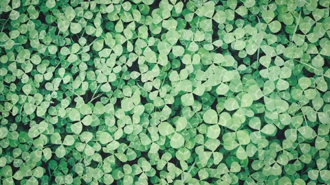 Cinemagraph motion loop of Closeup shot of redwood sorrel clover Stock Footage 151856695