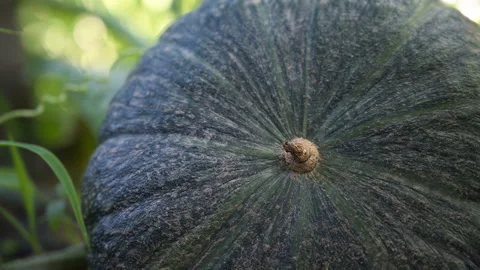 Cinemagraph motion loop of growing Closeup t of figleaf gourd green pumkin Stock Footage 152261059
