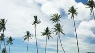 Cinemagraph Of Palm Trees Stock Footage