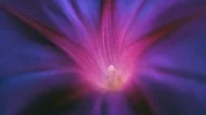Cinemagraph Of Purple Flower In Motion Background Stock Footage