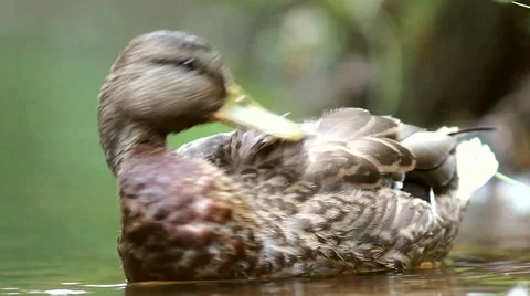 Cinemagraph seamless motion loop video background of an adorable and cute female Video stock 66377804