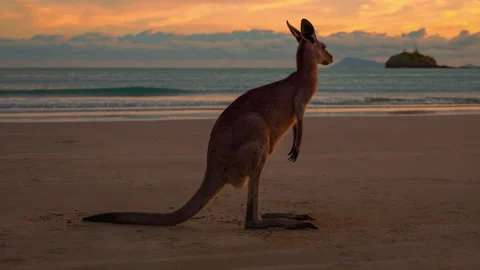 Cinemagraph seamless video loop wild kangaroo wallaby on a sandy beach sea Stock Footage 244856530