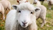 Cinemagraph Of Sheep With Moving Fur In Field Stock Footage