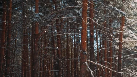 Cinemagraph. Snowfall in the Pine forest. Beautiful winter landscape with a path Stock Footage 126670650