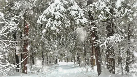 Cinemagraph. Snowfall in the Pine forest. Stock Footage 122146144